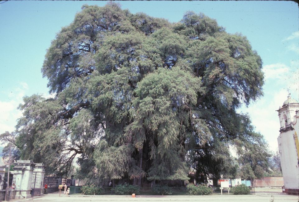 Cupressaceae Taxodium mucronatum