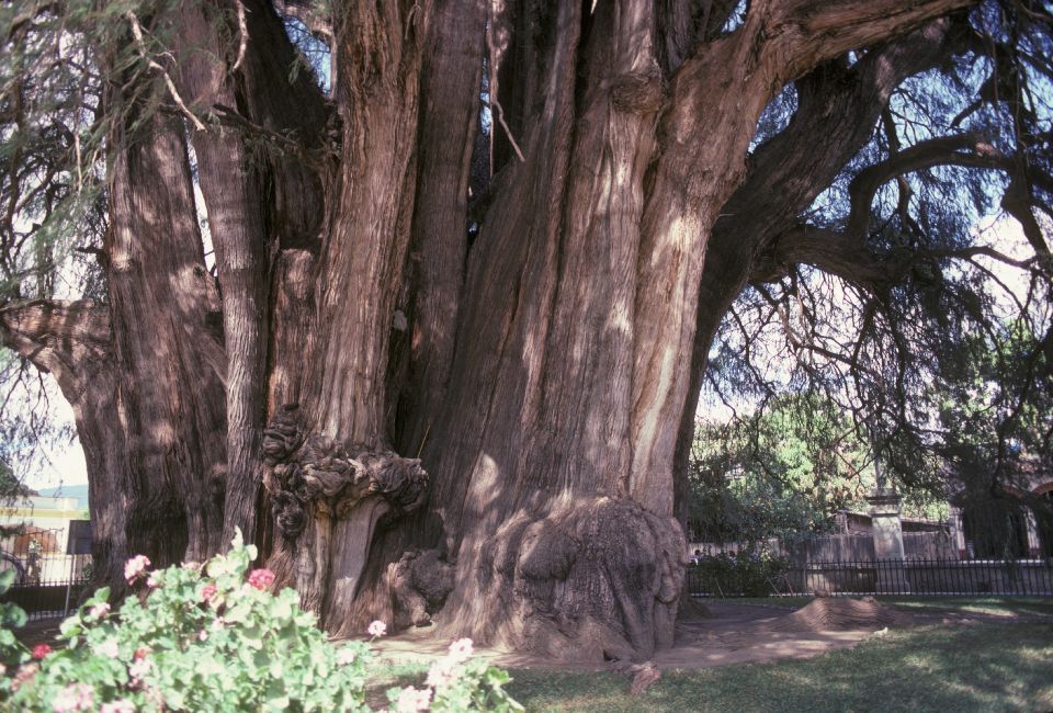 Cupressaceae Taxodium mucronatum