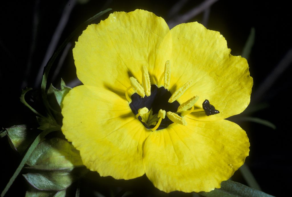 Onagraceae Oenothera drummondianus