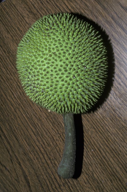 Moraceae Artocarpus edulis