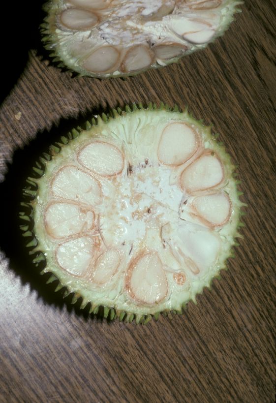 Moraceae Artocarpus edulis