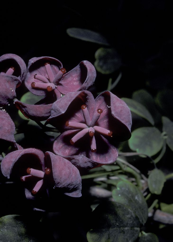 Lardizabalaceae Akebia quinata