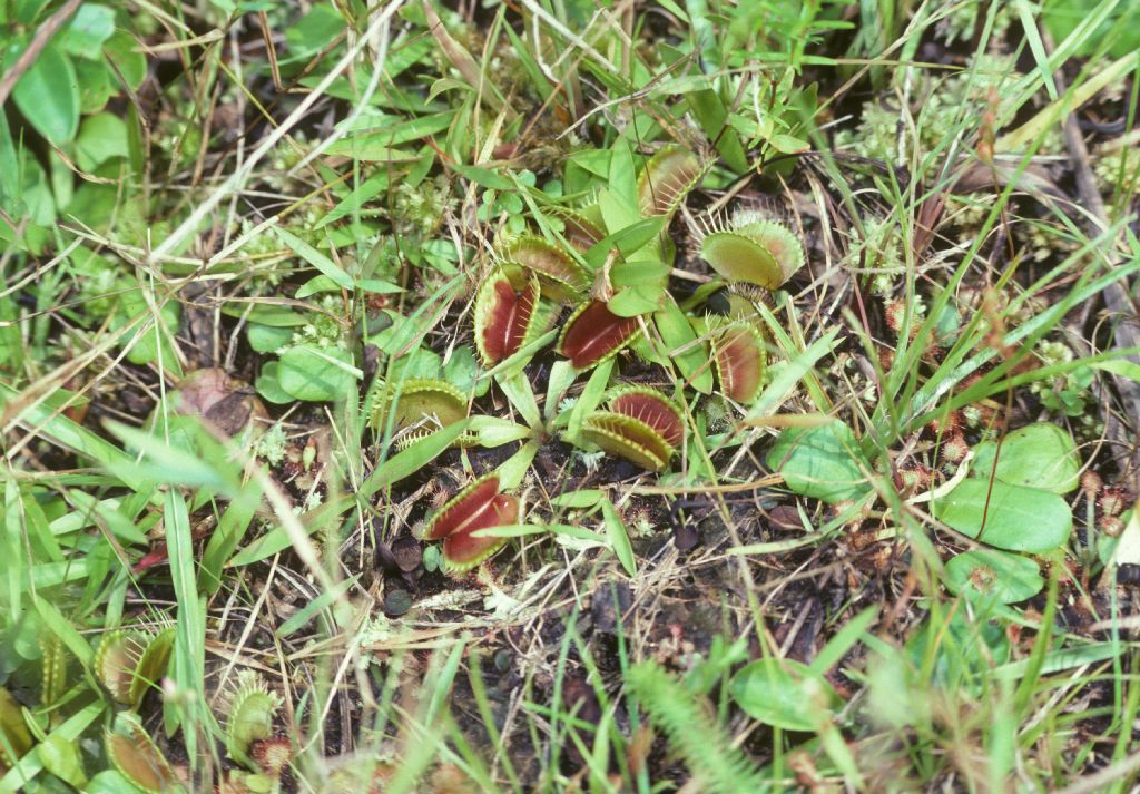Droseraceae Dionaea muscipula