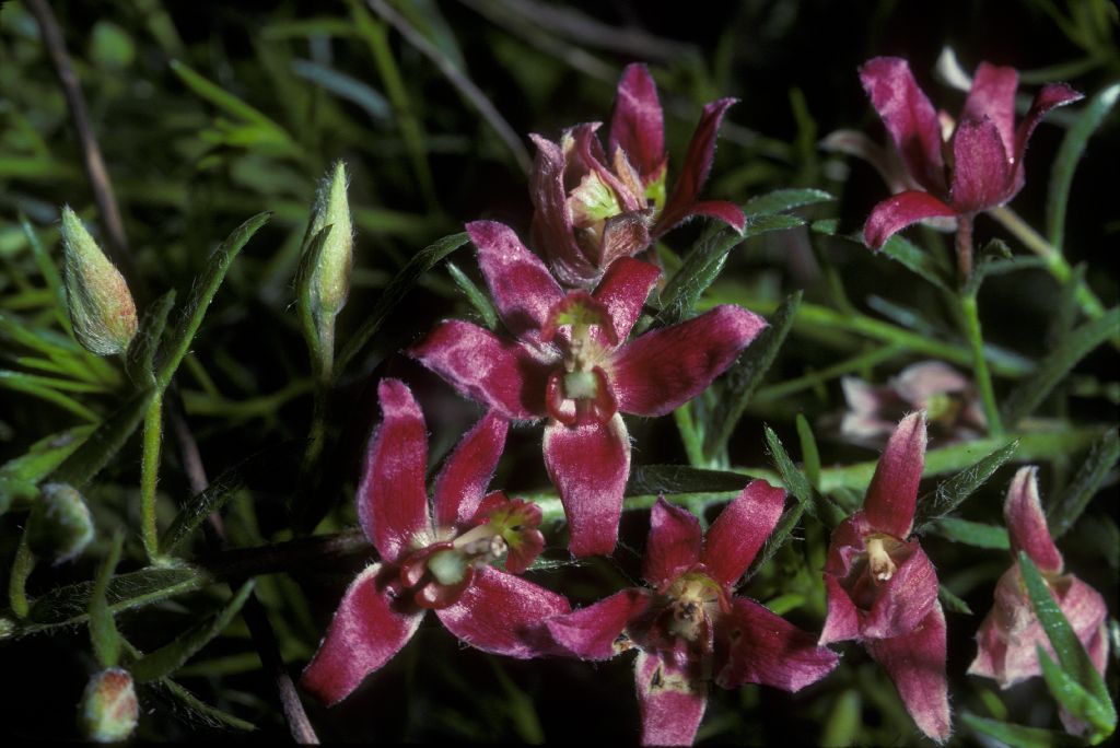 Krameriaceae Krameria lanceolata