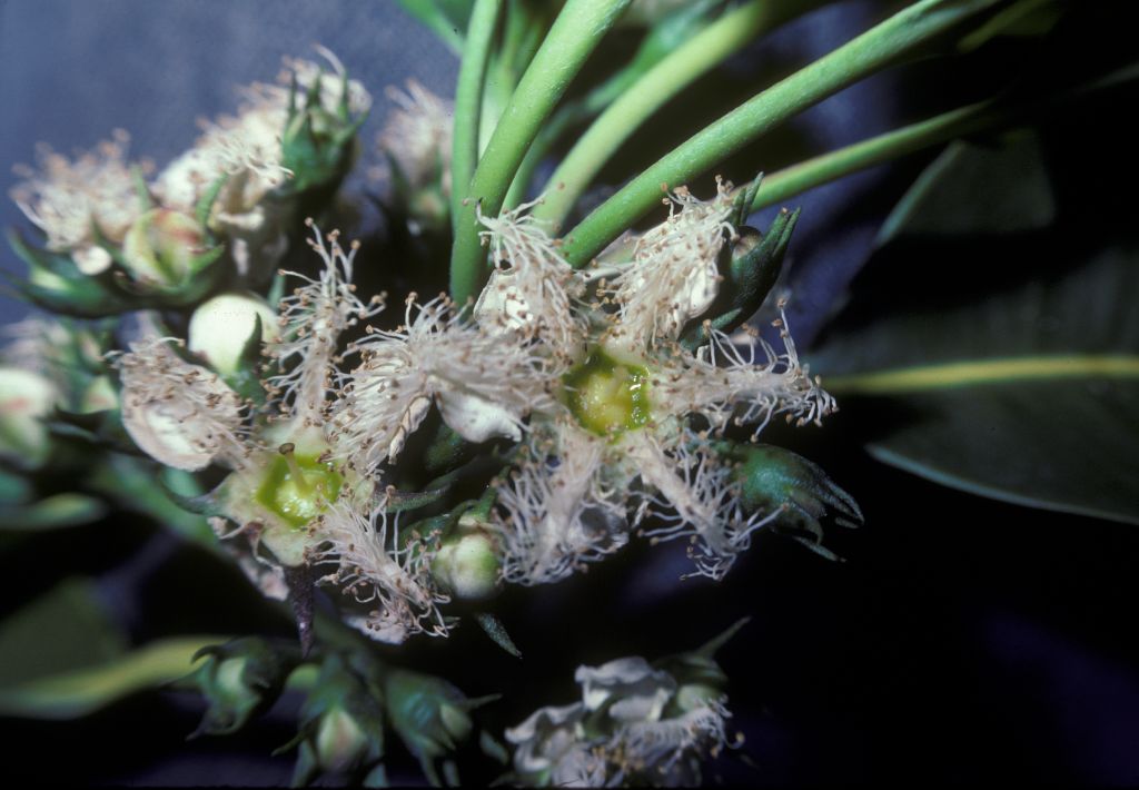 Myrtaceae Tristania 