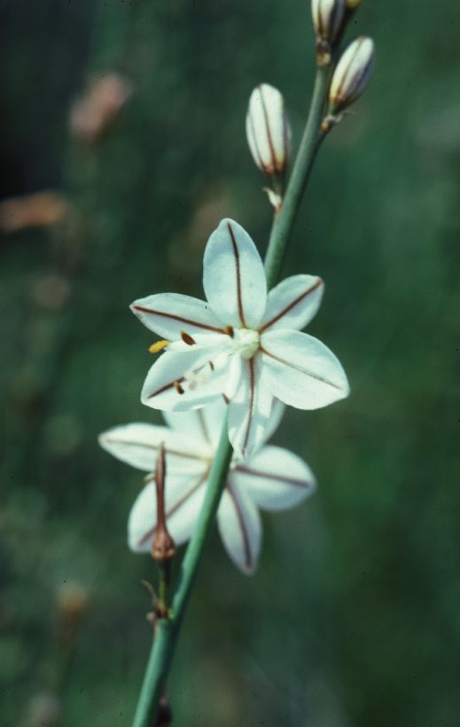 Asphodelaceae Asphodelus 