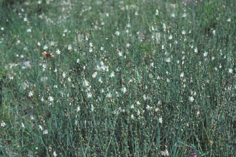 Asphodelaceae Asphodelus 