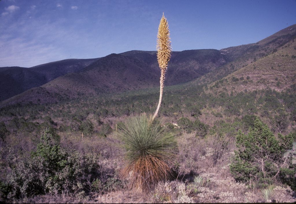 Asparagaceae Dasylirion 