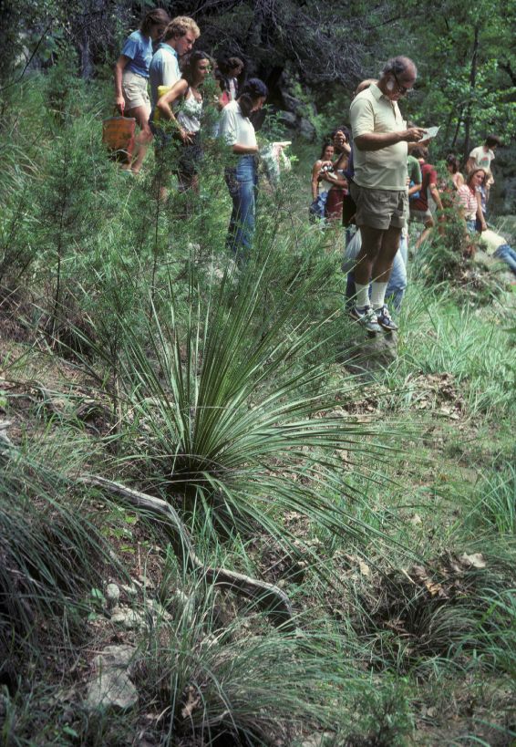 Asparagaceae Dasylirion texanum