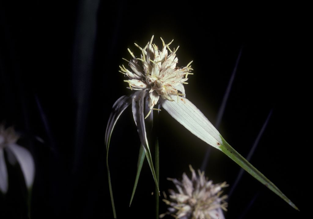 Cyperaceae Rhynchospora 