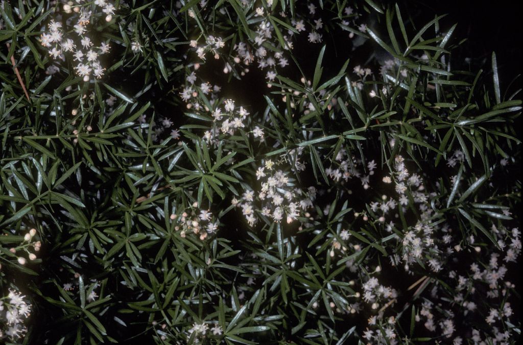 Asparagaceae Asparagus sprengeri