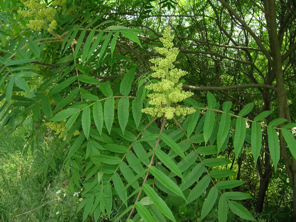 Anacardiaceae Rhus typhina