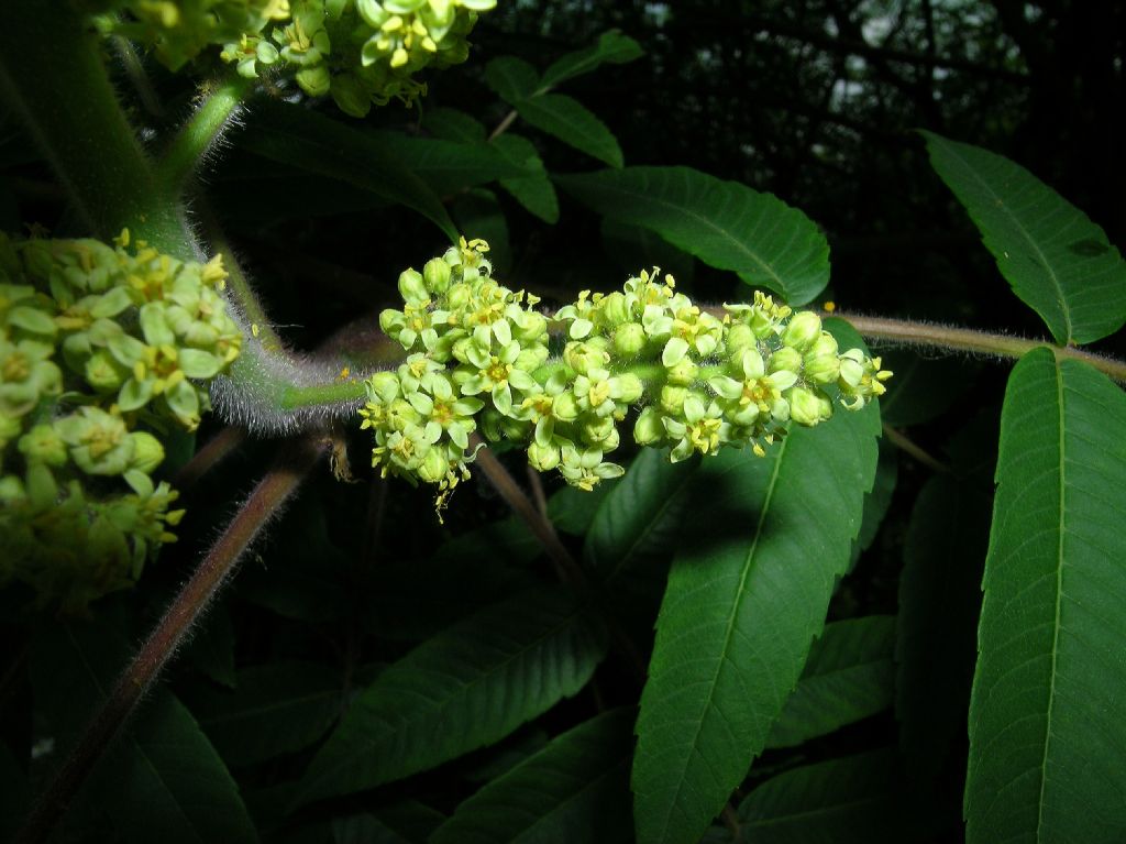 Anacardiaceae Rhus typhina