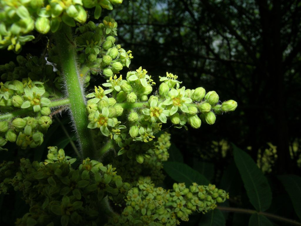 Anacardiaceae Rhus typhina