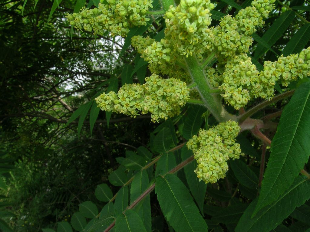 Anacardiaceae Rhus typhina