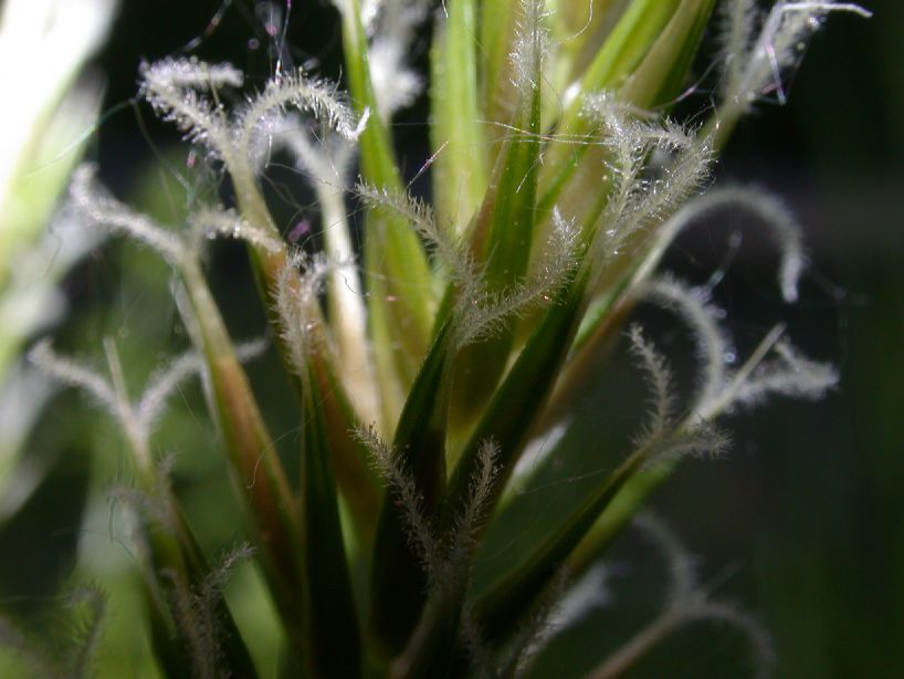 Poaceae Anthoxanthum odoratum