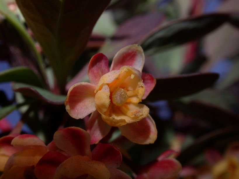 Berberidaceae Berberis thunbergii