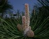 image of Pinus thunbergiana