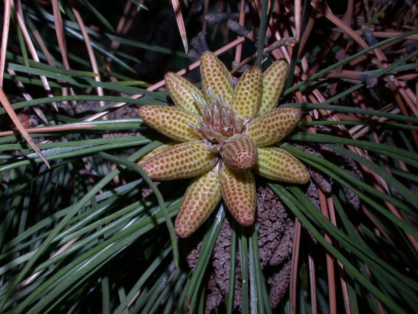 Pinaceae Pinus thunbergiana