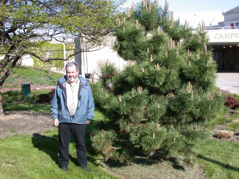 Pinaceae Pinus thunbergiana