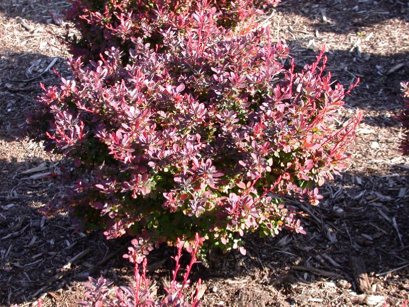 Berberidaceae Berberis thunbergii