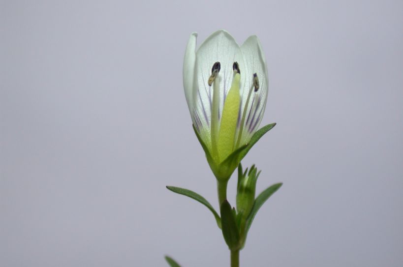 Gentianaceae Gentianella 