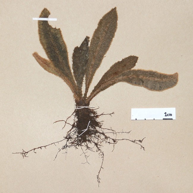 Dryopteridaceae Elaphoglossum plumosum