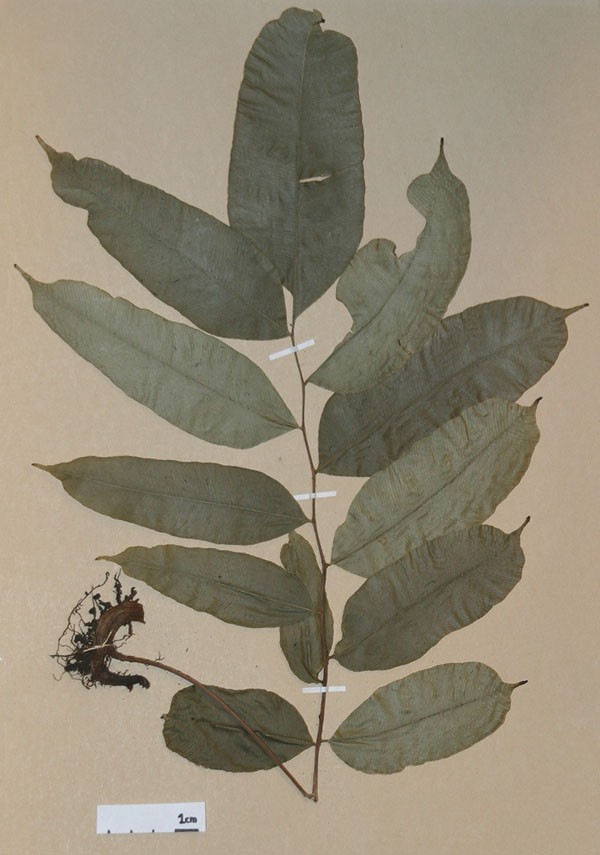 Lomariopsidaceae Lomariopsis nigropaleata