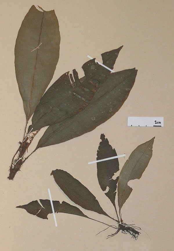 Lomariopsidaceae Lomariopsis prieuriana