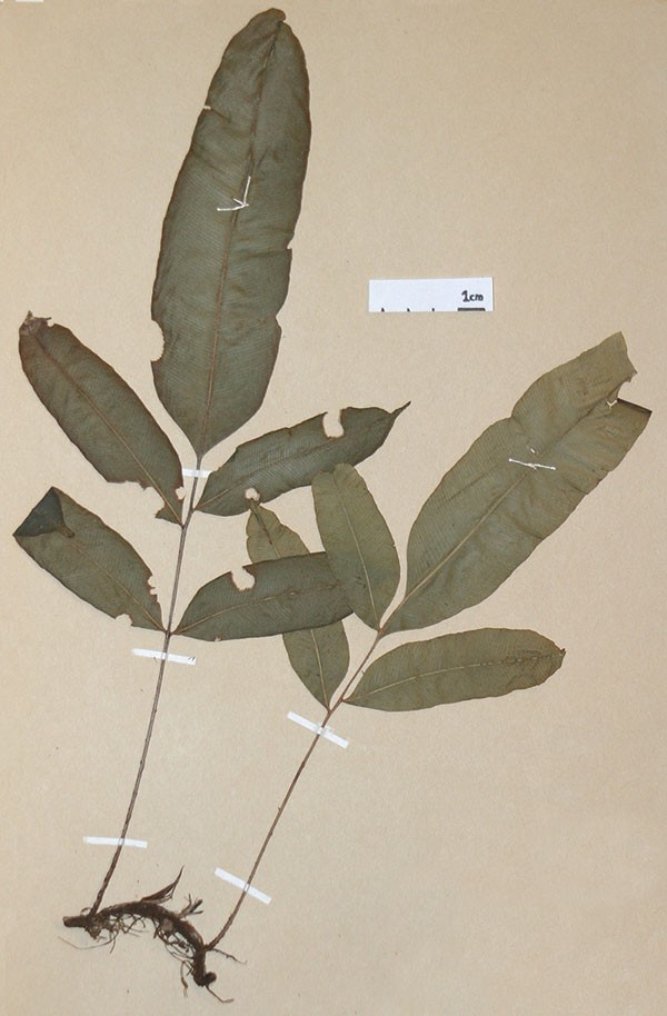 Lomariopsidaceae Lomariopsis nigropaleata