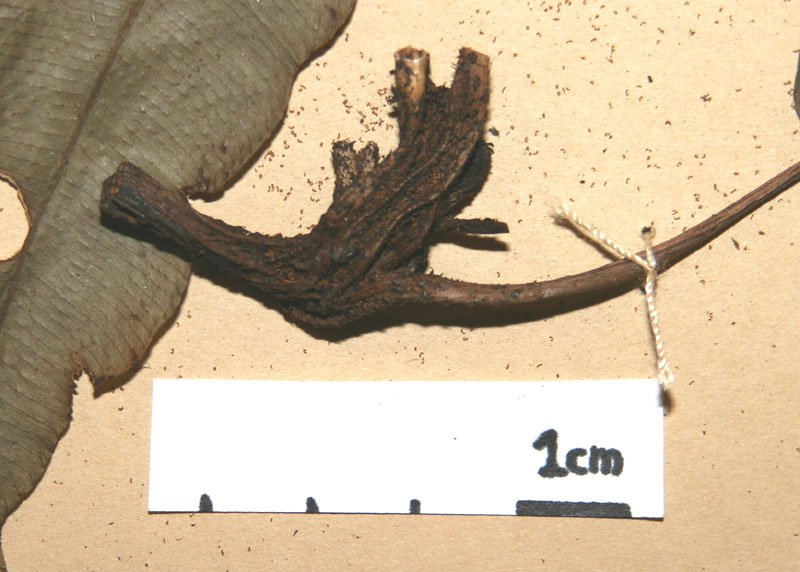 Lomariopsidaceae Lomariopsis nigropaleata