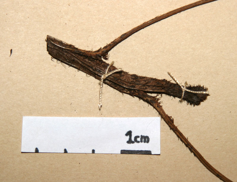 Lomariopsidaceae Lomariopsis nigropaleata