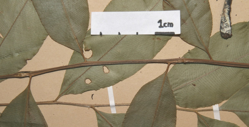 Lomariopsidaceae Lomariopsis nigropaleata