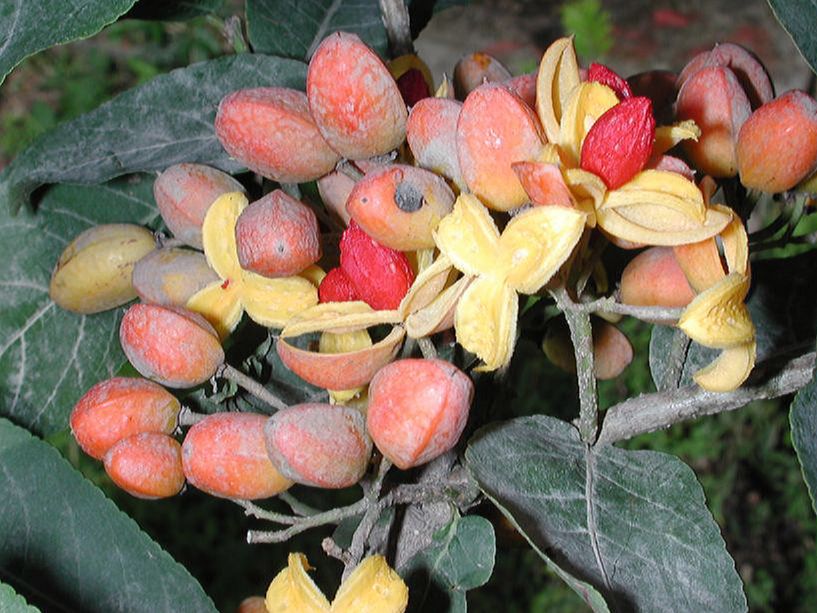 Salicaceae Casearia corymbosa