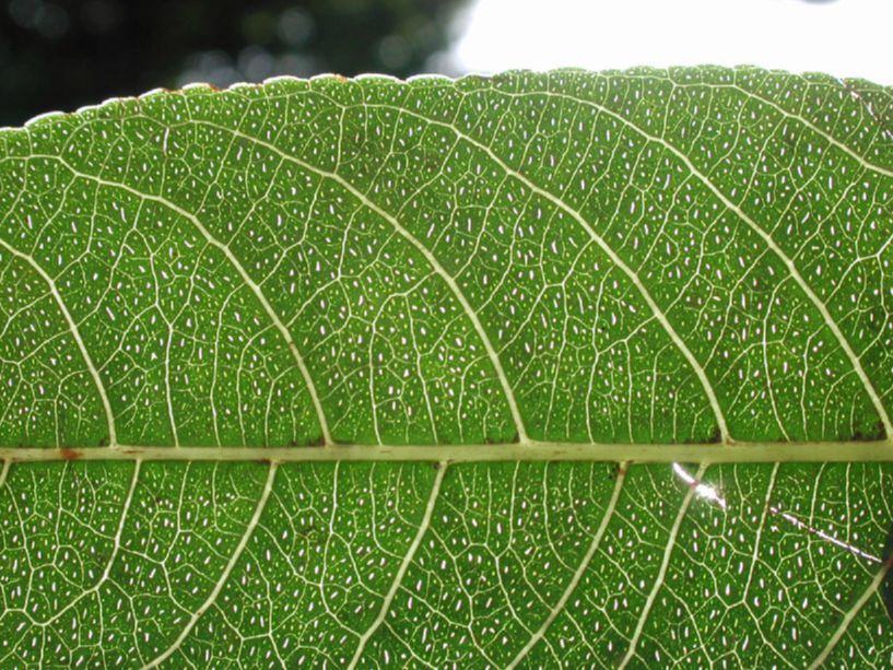 Salicaceae Casearia corymbosa