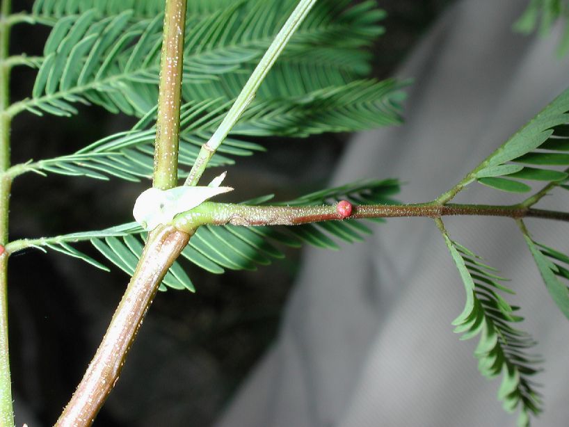 Fabaceae Enterolobium cyclocarpum