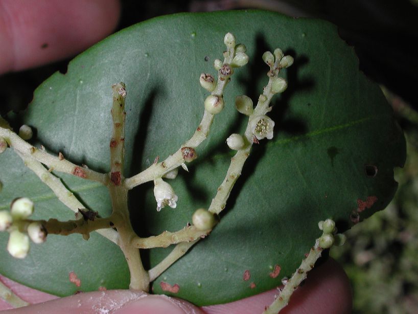 Combretaceae Laguncularia racemosa