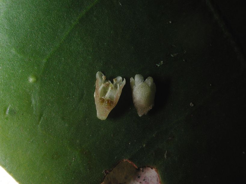 Combretaceae Laguncularia racemosa