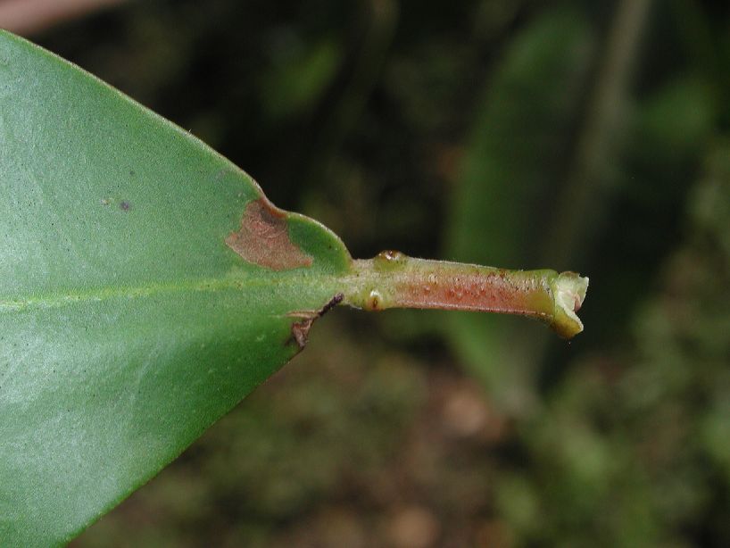 Combretaceae Laguncularia racemosa