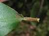 image of Laguncularia racemosa