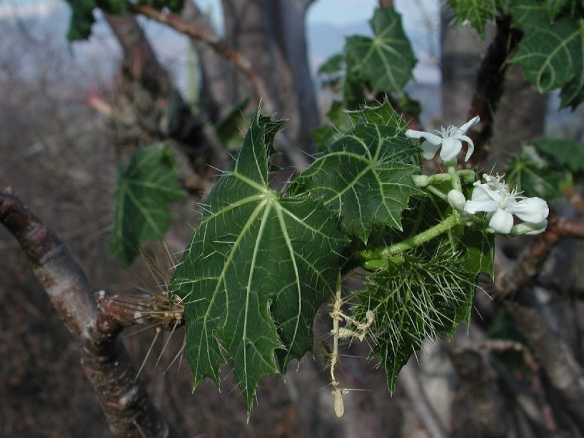 Euphorbiaceae Cnidoscolus 