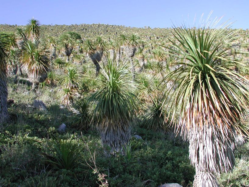 Asparagaceae Furcraea longaeva