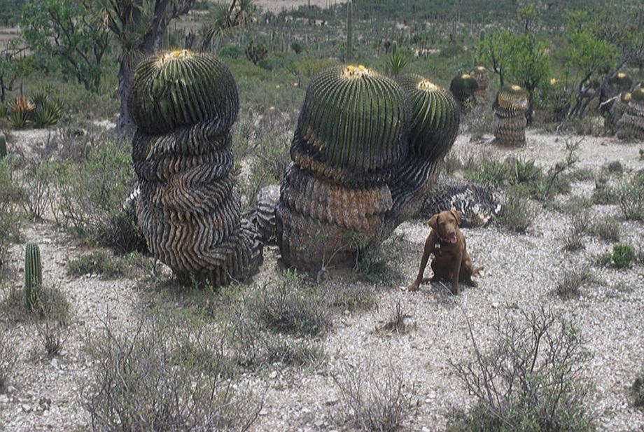 Cactaceae Echinocactus platyacanthus