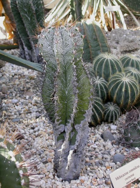 Cactaceae Astrophytum ornatum