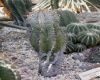 image of Astrophytum ornatum