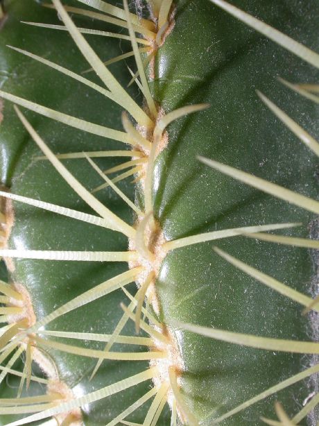 Cactaceae Echinocactus grusonii