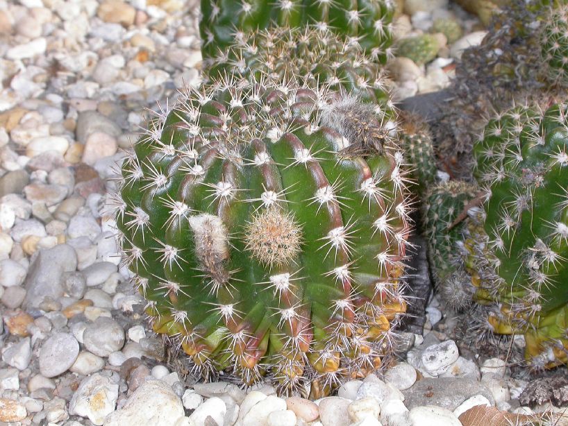 Cactaceae Echinopsis hammerschmidii