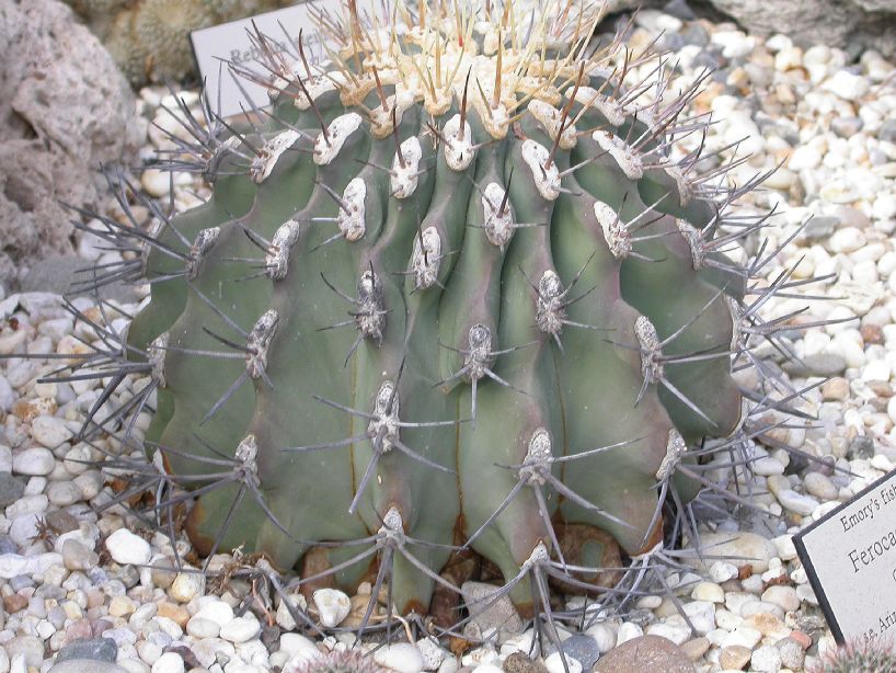 Cactaceae Ferocactus emoryi