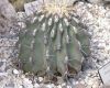 image of Ferocactus emoryi