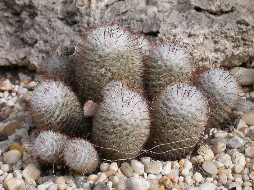 Cactaceae Mammillaria bombycina